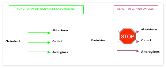 Schema